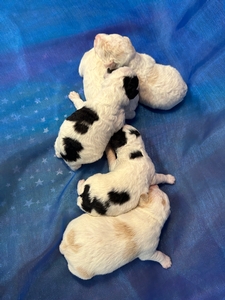 Schnoodle Puppies for Sale, Iowa and Minnesota Breeder